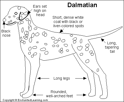 what is a dalmatian