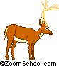 white-tailed deer