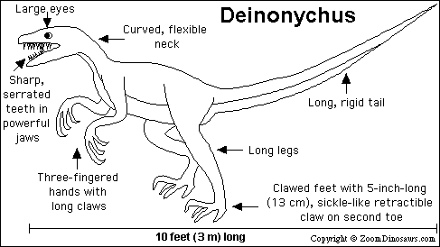 Deinonychus Dinosaur, Facts - Deinonychus Pictures.