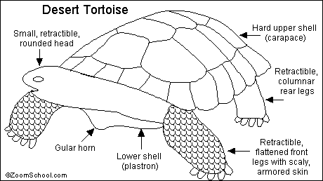 Search result: 'Desert Tortoise Printout'