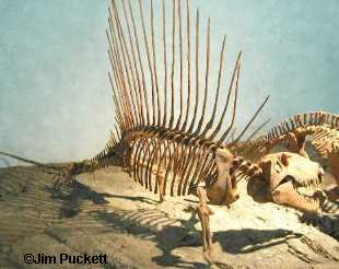 Dimetrodon Puckett