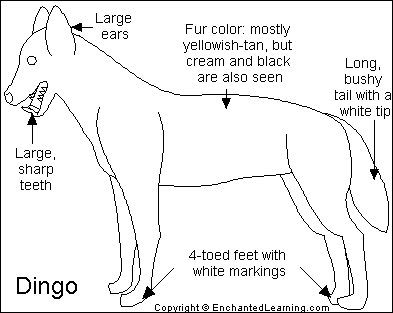 Dingo Printout Enchantedlearning Com Anatomy of the ear worksheet. dingo printout enchantedlearning com