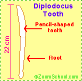 Diplodocus tooth