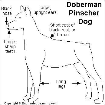 Search result: 'Doberman Pinscher Dog Printout'