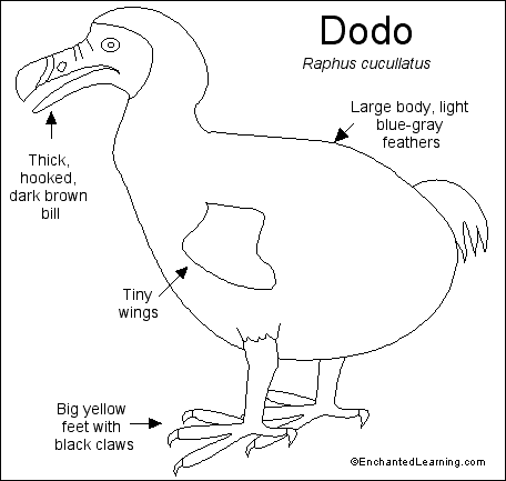 Search result: 'Dodo Read-and-Answer Quiz'