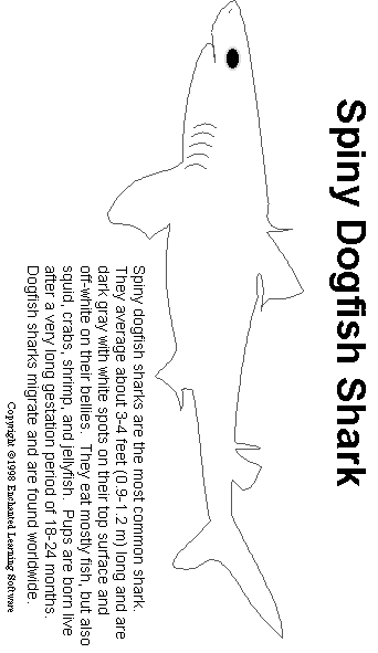 Search result: 'Dogfish Shark Print-out'