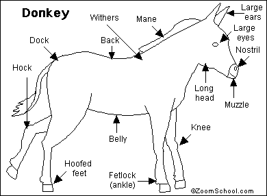 Search result: 'Donkey Printout'