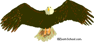 bald eagle