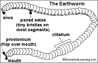 Earthworm- Enchanted Learning Software