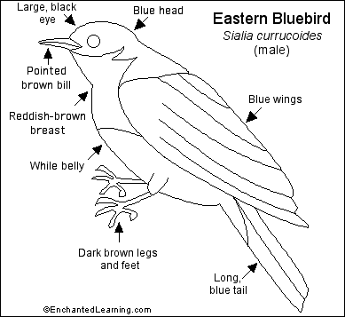 Search result: 'Eastern Bluebird Printout'