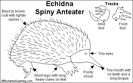 Search result: 'Echidna/Spiny Anteater Printout'