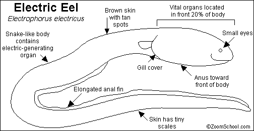 Search result: 'Electric Eel Printout'