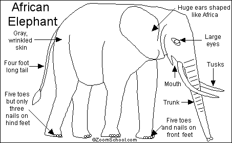 African Elephant Printout- EnchantedLearning.com