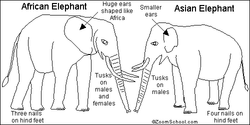 Search result: 'Elephant Quiz Printout'