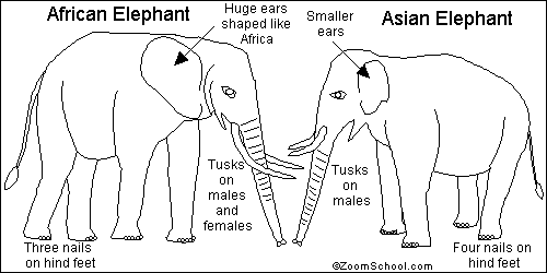 Elephant, Species