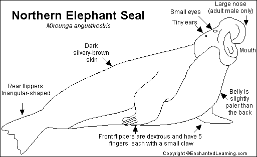 Search result: 'Northern Elephant Seal Printout'