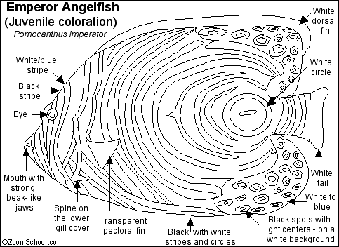 Search result: 'Emperor Angelfish Printout'