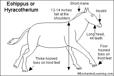 Search result: 'Eohippus (Hyracotherium) Printout'