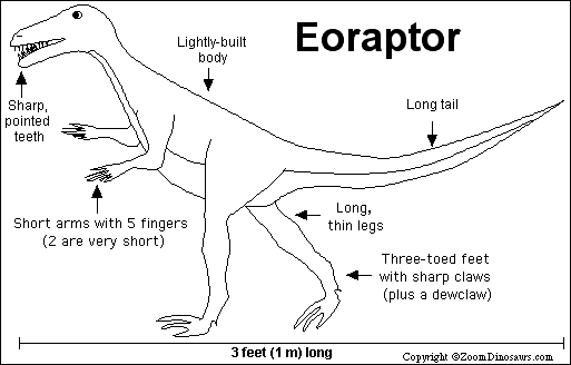 Eoraptor anatomy