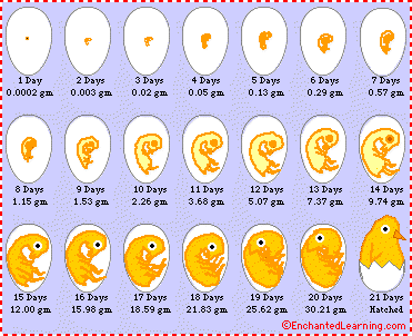Egg Incubation Chart