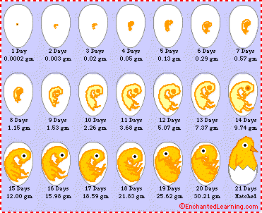 Chicken Egg Hatching Chart