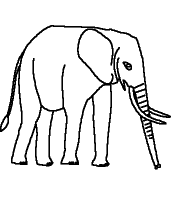 elephant