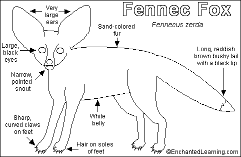 Search result: 'Fennec Fox Printout'