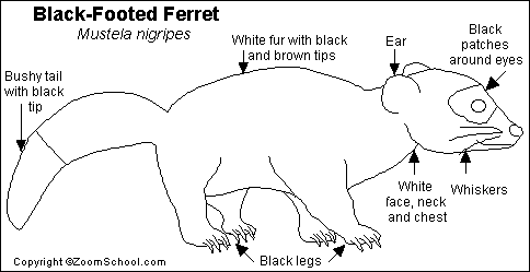 Search result: 'Black-footed Ferret Printout'