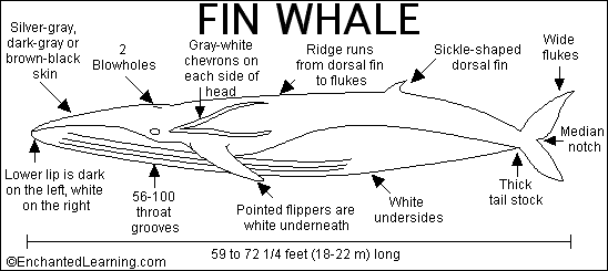 Search result: 'Fin Whale Print-out'