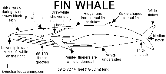 Download Fin Whale Print-out - EnchantedLearning.com