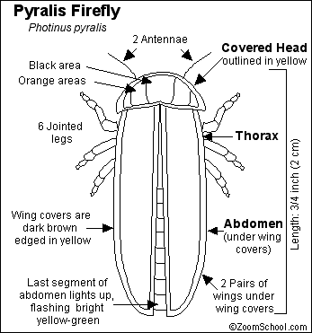 Firefly insect