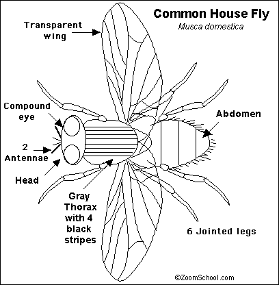 Search result: 'Housefly Read-and-Answer Quiz Answers'