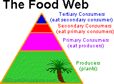 Search result: 'Food Web / Food Chain Vocabulary Word List'