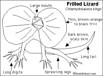 Search result: 'Frilled Lizard Printout'