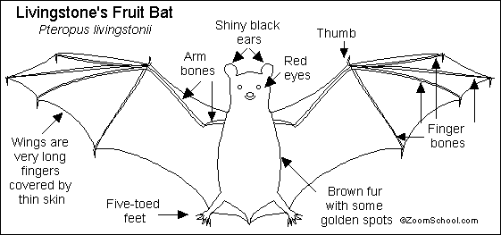 Fruit Bat Printout- EnchantedLearning.com