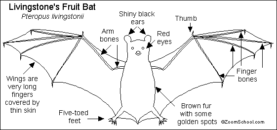 Fruit Bat Printout