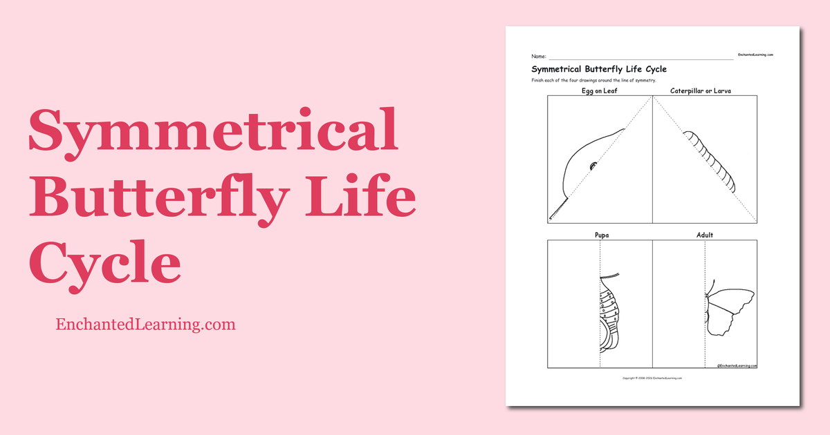 Symmetrical Butterfly Life Cycle Enchanted Learning