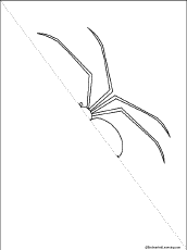 Search result: 'Symmetrical Spider Picture: Finish the Drawing Printout'