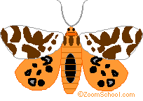 Garden Tiger Moth