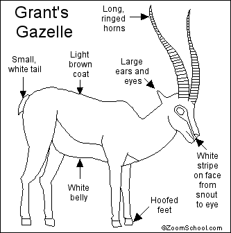 Search result: 'Gazelle Printout'