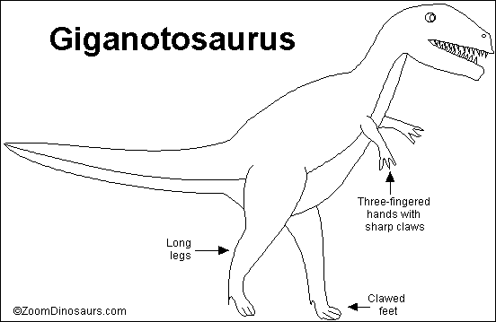 Giganotosaurus labeled