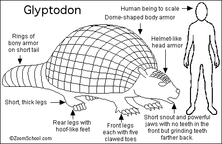 Search result: 'Glyptodon Printout'