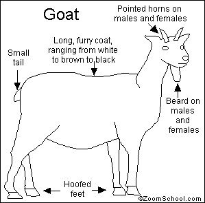 Goat com. Goat расшифровка. Goat for Kids. Goat male.