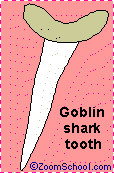 Search result: 'GOBLIN SHARK'