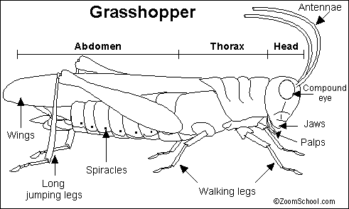 Search result: 'Grasshopper'