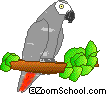 Gray parrot