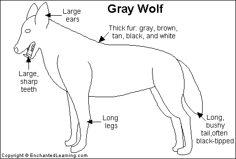 Search result: 'Gray Wolf Printout'