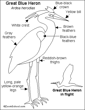 Search result: 'Great Blue Heron Printout'