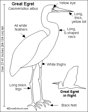 Great Egret Printout