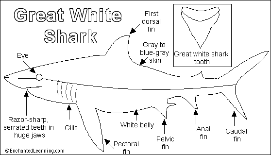 Great White Shark Printout